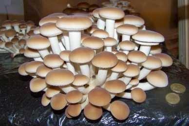 105748_8011_agrocybe_aegerita.jpg