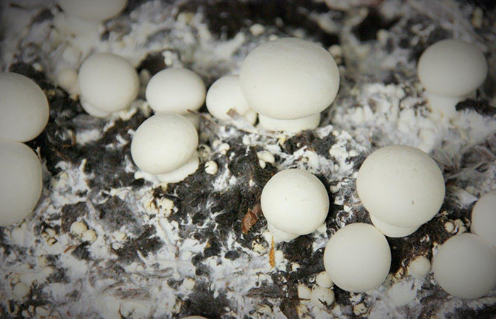 White strain White strain